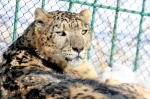 Владыка снежных вершин Владыка снежных вершин